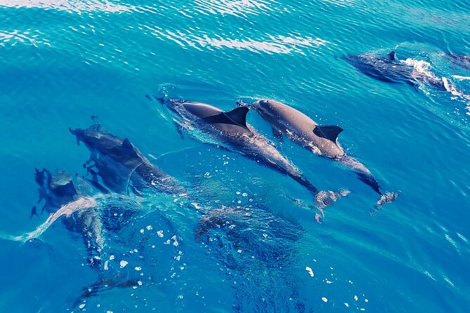 Hawaii: Oahu Dolphin and Sea Life Swimming and Snorkeling Trip  - Honolulu - Reviews and Recommendations