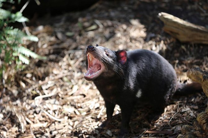 Healesville Sanctuary General Entry Ticket - Booking Flexibility and Options