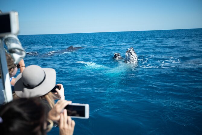 Hervey Bay Ultimate Whale Watching Cruise - Meeting and Pickup
