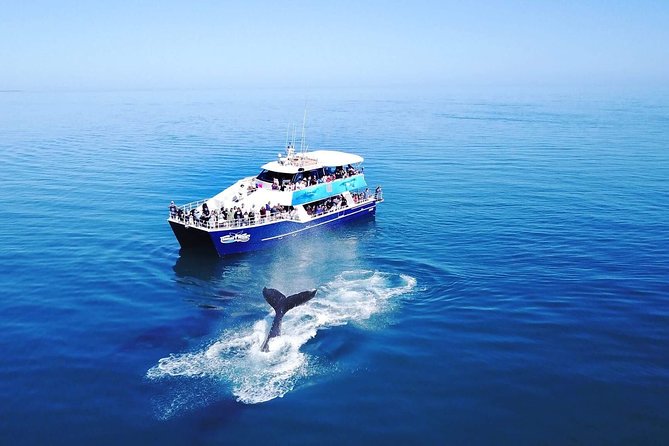 Hervey Bay Whale Watching Cruise - Logistics and Meeting Point