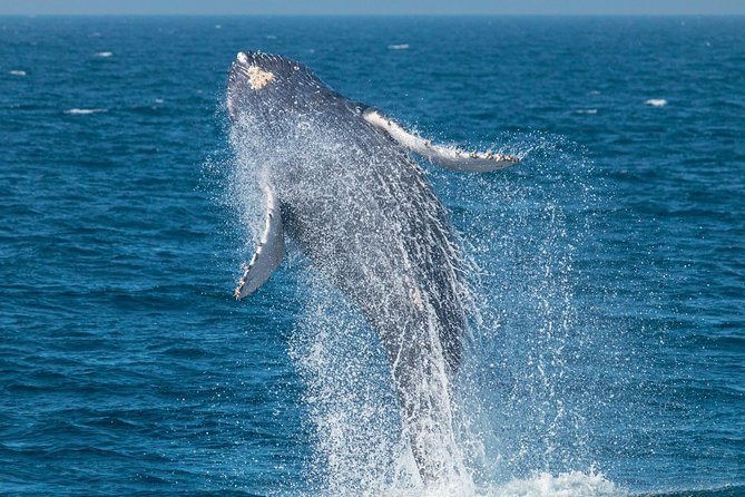 High Speed Zodiac Whale Watching Safari From Dana Point - Booking Requirements and Details