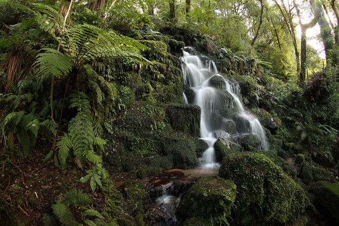 Hike New Zealands Finest Forest - Whirinaki Forest - Reviews: Raving About the Experience