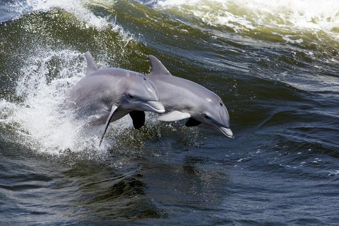 Hilton Head Island Dolphin Watching Nature Cruise - Wildlife Encounters