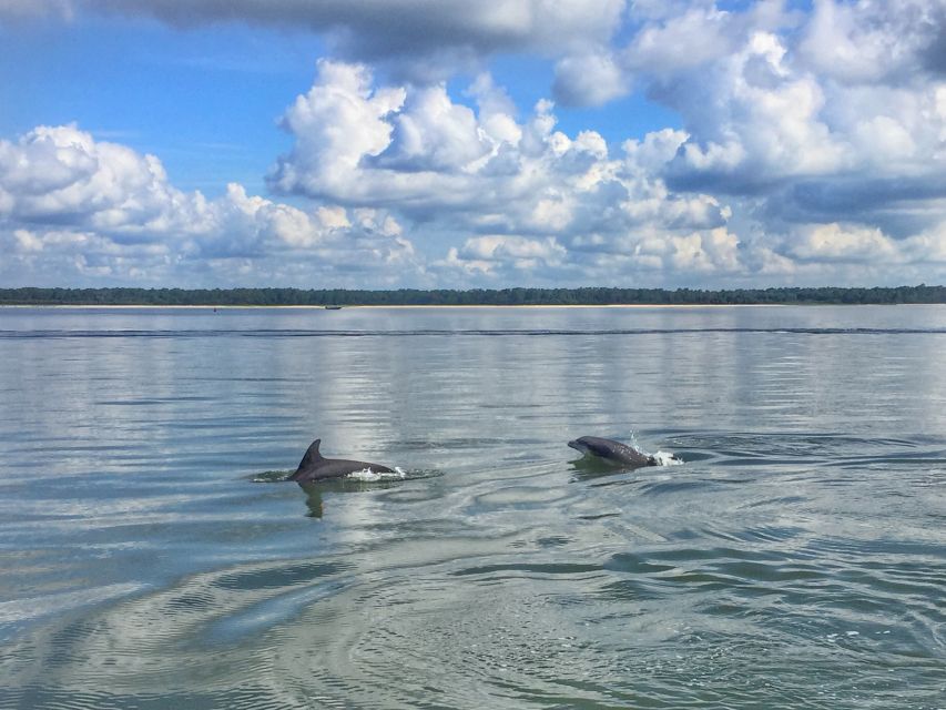 Hilton Head Island: Private Dolphin Watching Boat Tour - Captivating Tour Highlights
