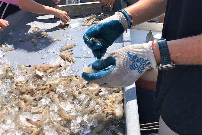 Hilton Head Shrimp Trawling Boat Cruise - Specific Highlights