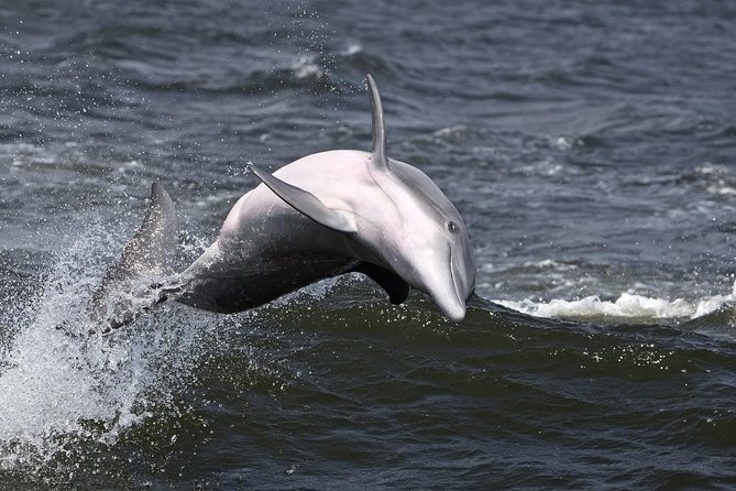Hilton Head Sunset Dolphin Watching Cruise - Logistics and Accessibility