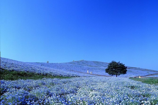 Hitachi National Seaside Parks Flowers & Ashikaga Flower Park - Best Times to Visit for Flower Viewing