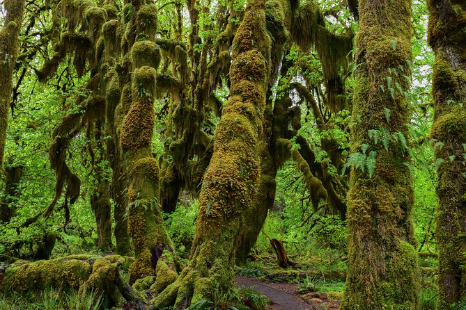Hoh Rain Forest and Rialto Beach Guided Tour in Olympic National Park - Additional Information and Logistics