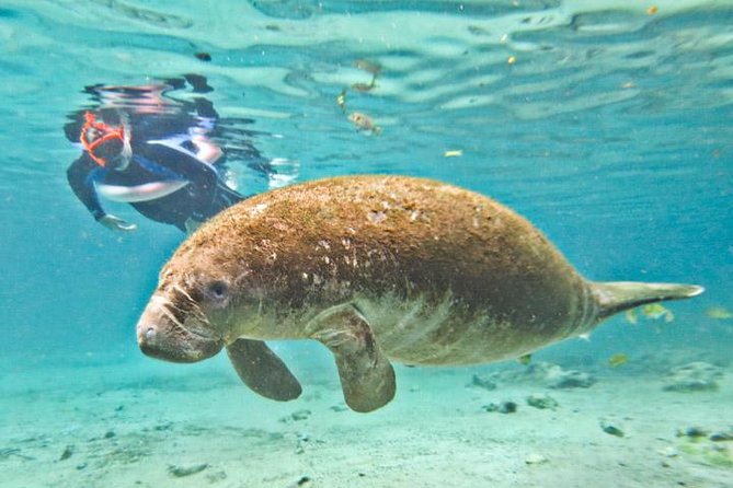 Homosassa Springs and Manatee Snorkeling Experience, Orlando - Inclusions and Logistics