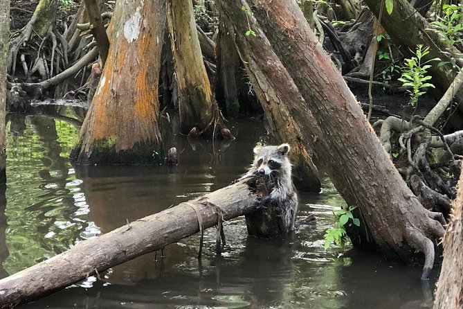 Honey Island Swamp Boat Tour With Transportation From New Orleans - Customer Feedback