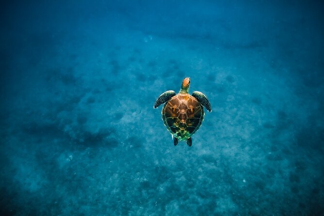 Honolulu Swimming With Turtles Experience in Waikiki  - Oahu - Logistics and Meeting Point