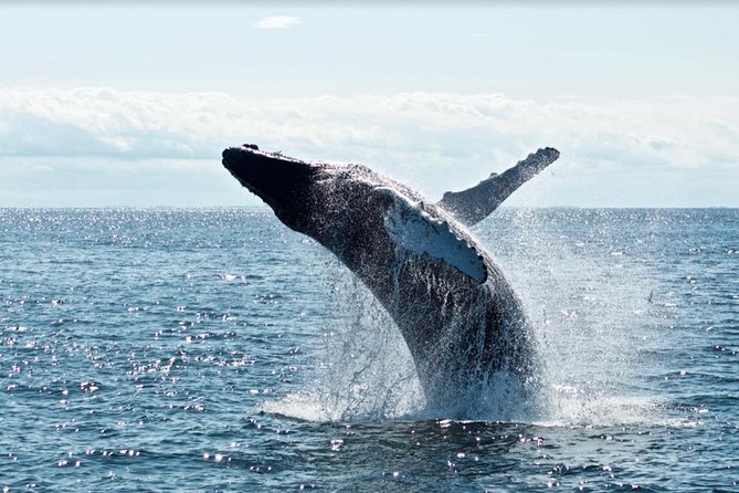 Honolulu Whale-Watching Tour  - Oahu - Inclusions and Exclusions