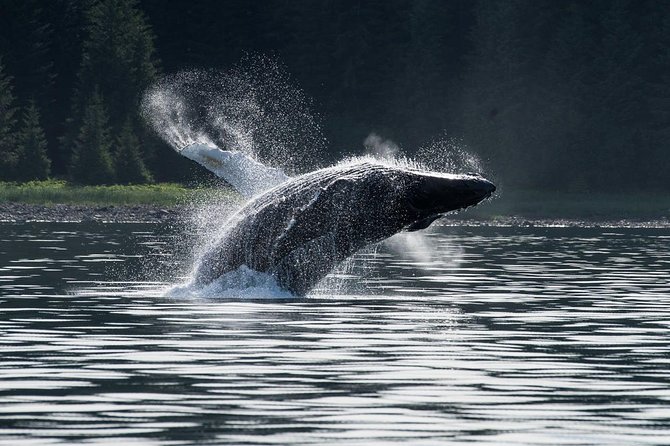 Hoonah Whale-Watching Cruise - Wildlife Observation