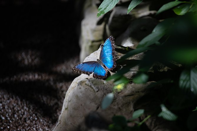 Houston Museum of Natural Science and Cockrell Butterfly Center - Booking and Cancellation Information