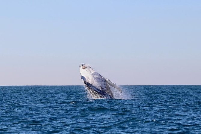 Humpback Whale Encounter Tour From Newcastle - Tour Logistics