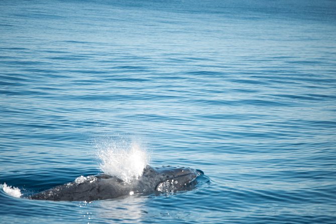 Humpback Whale Safari - Cancellation Policy