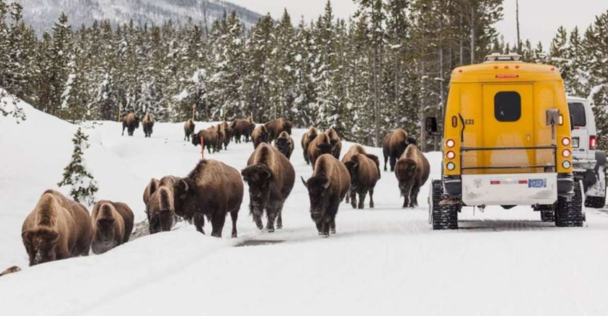 Jackson: 4-Day Grand Teton & Yellowstone Winter Tour - Experience Highlights