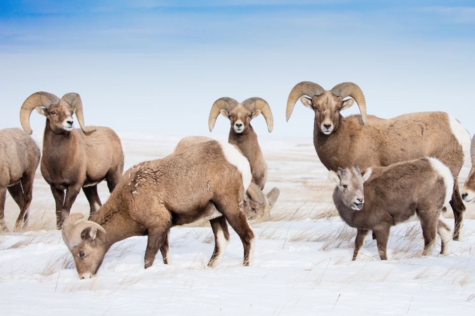 Jackson: Grand Teton, Bighorn Sheep, and Petroglyphs Tour - Experience Highlights
