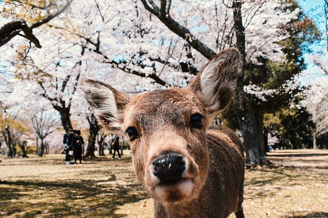 Japan Full Day Guided Mini Van Tour  - Sennichimae - Itinerary Options