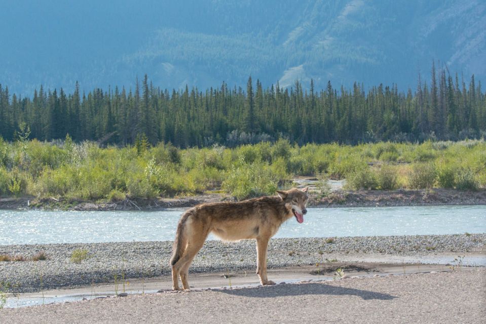 Jasper National Park: Evening or Morning Wildlife Watch Tour - Wildlife Encounter Opportunities