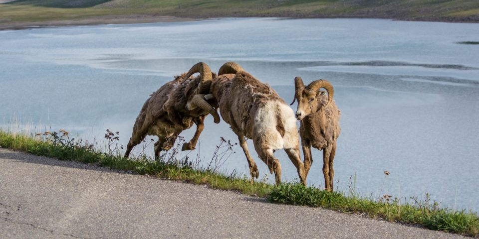 Jasper: Wildlife and Waterfalls Tour With Maligne Cruise - Booking and Logistics