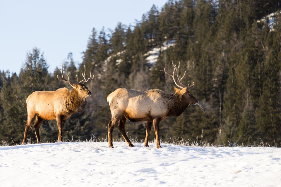 Jasper: Winter Wildlife Bus Tour in Jasper National Park - Pickup Details and Starting Times