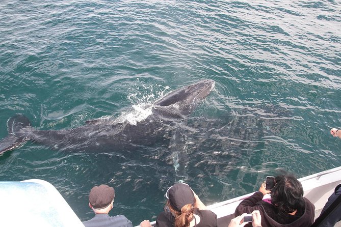 Jervis Bay Whale Watching Tour - Customer Reviews