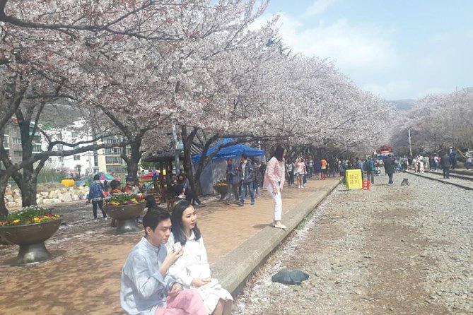 Jinhae Cherry Blossom and Busan Sunrise Tour From Seoul - Booking Process and Flexibility