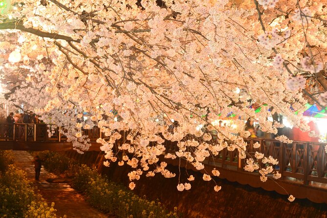 Jinhae Cherry Blossom Festival Tour - Customer Reviews