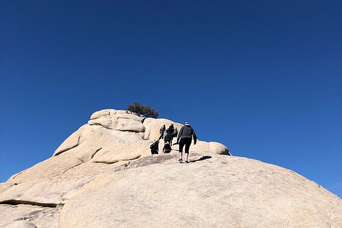 Joshua Tree National Park Driving Tour - Scenic Stops