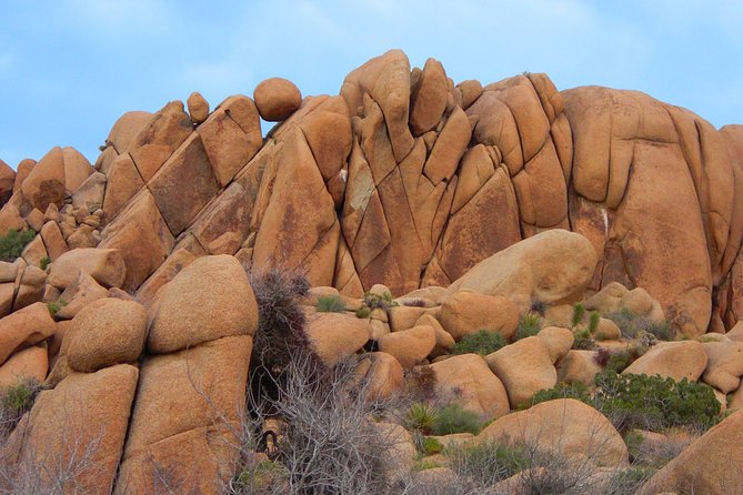 Joshua Tree National Park Scenic Tour - Customer Reviews