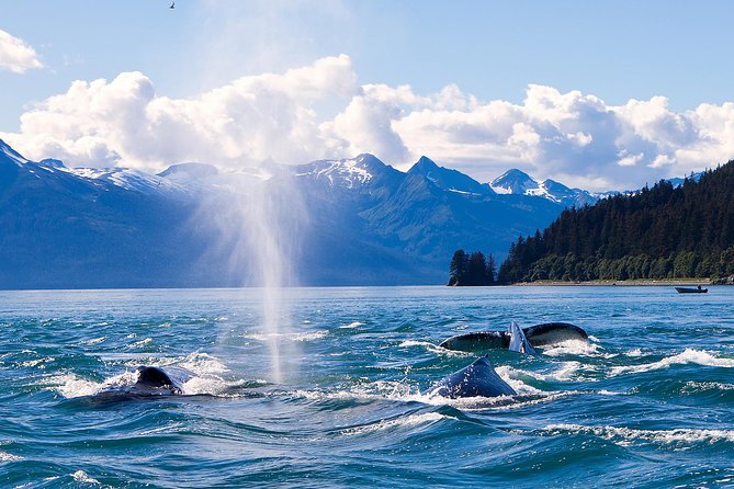 Juneau Whale Watching Adventure - Jet Boat Features