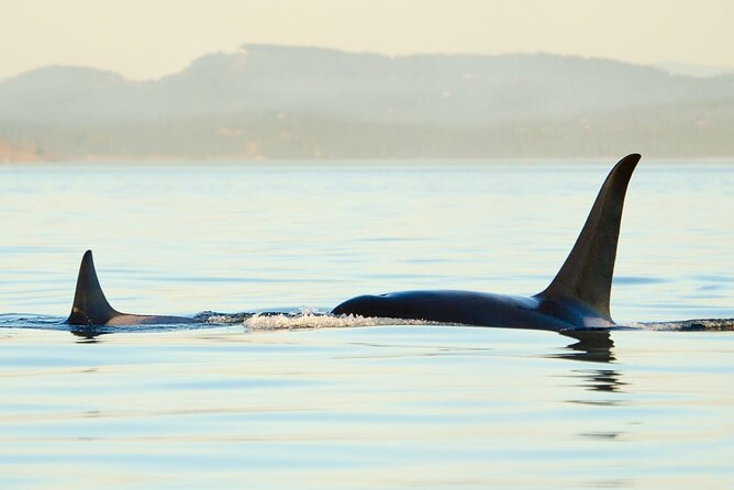 Juneau Wildlife Whale Watching & Mendenhall Glacier - Guest Reviews