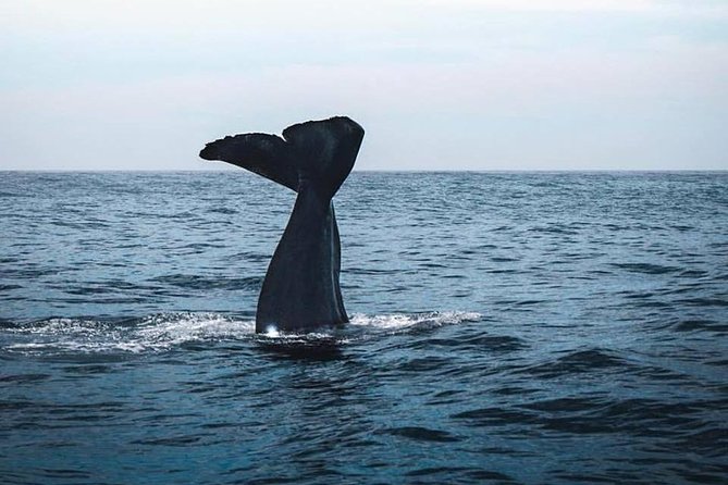 Kaikoura Day Tour With Whale Watching - Pricing Details