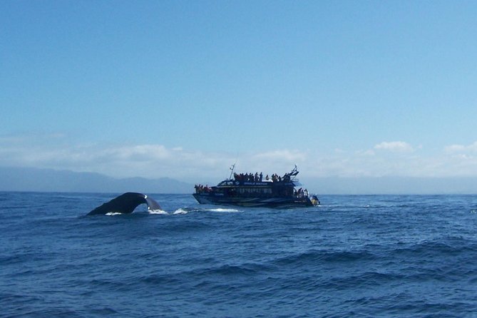 Kaikoura Day Trip - Whales Encounter - Pricing and Refund Policy