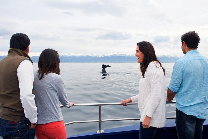 Kaikoura Whale Watch Day Tour From Christchurch - Tour Itinerary