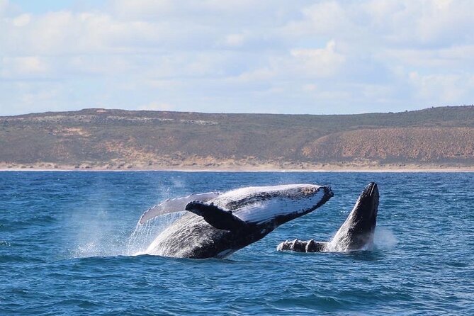 Kalbarri Whale Watching Tour - Best Time to Visit