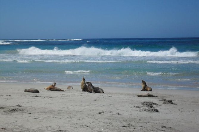 Kangaroo Island in a Day Tour From Adelaide - Logistics and Policies