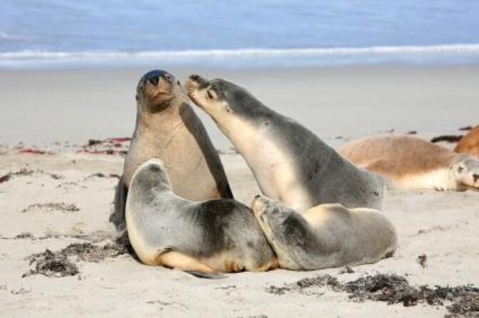 Kangaroo Island Ocean Safari - Snorkeling Safari - Snorkeling Equipment Provided