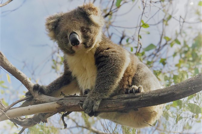 Kangaroo Island Scenic Nature and Wildlife Day Tour - Customer Reviews