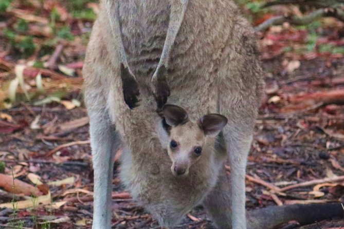 Kangaroo Watching & Koala Spotting Private Tour - Inclusions