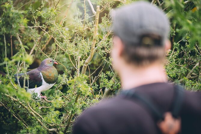 Kapiti Island Classic Guided Day Tour - Additional Information