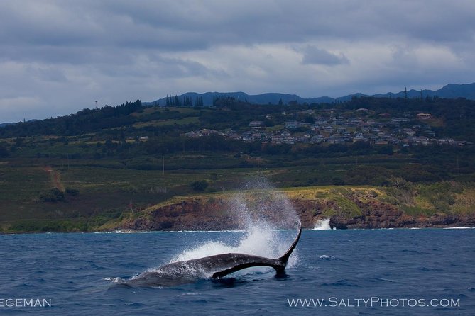 Kauais Ultimate SOUTH SIDE Whale & Dolphin Zodiac Boat Adventure - Booking Requirements