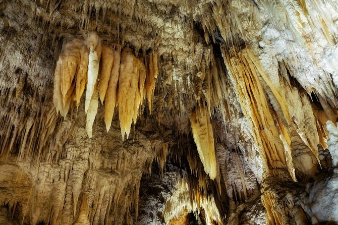 Kawiti Glow Worm Cave Tour & Opua Forest Walk - Inclusions