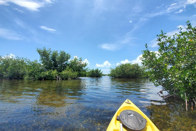 Kayak Tour of Mangrove Maze From Key West - Tour Activities and Wildlife Spotting