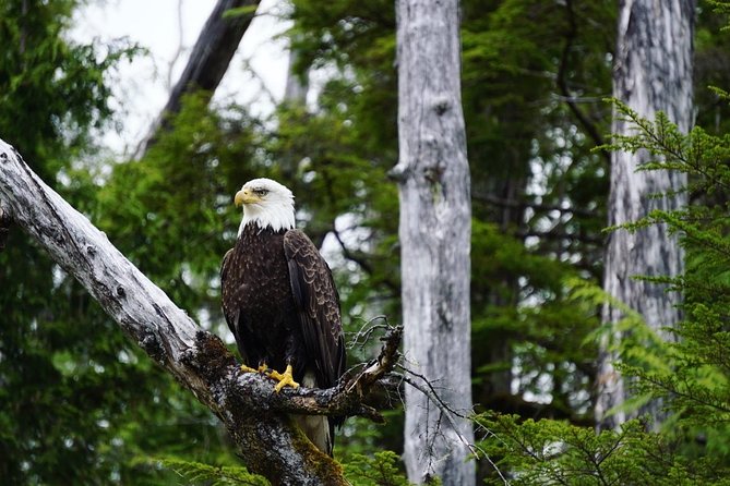 Ketchikan: Small-Group Marine Wildlife Zodiac Expedition - Inclusions for a Comfortable Experience