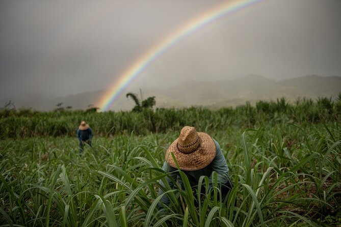 Ko Hana Rum Tour and Tasting - Distillery Farm Exploration