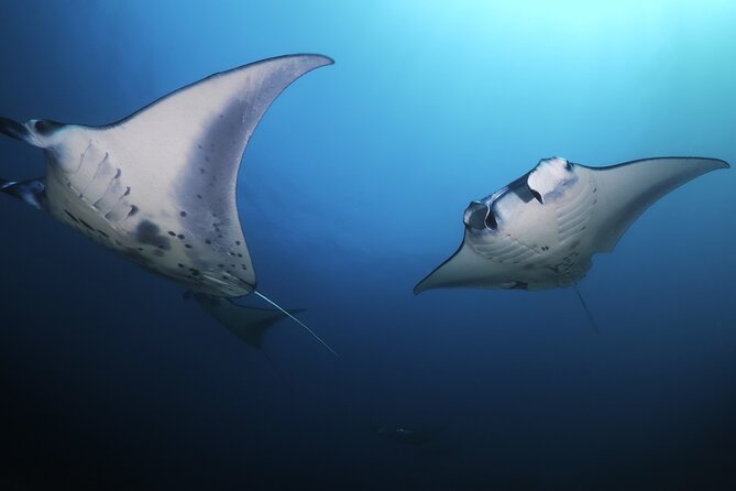 Kona Manta Ray Night Snorkel Adventure! Small Group - Important Reminders