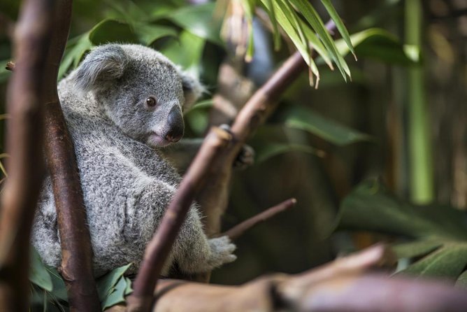 Kuranda Koala Gardens and Birdworld Admission Tickets - Inclusions and Logistics