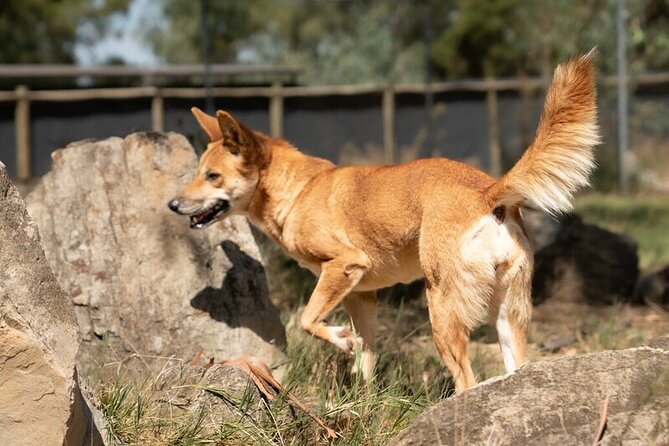 Kyabram Fauna Park General Entry Ticket - Hours of Operation Details